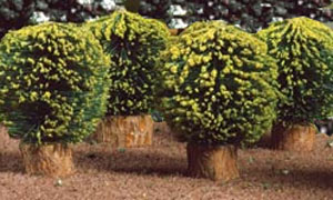 Round Bush